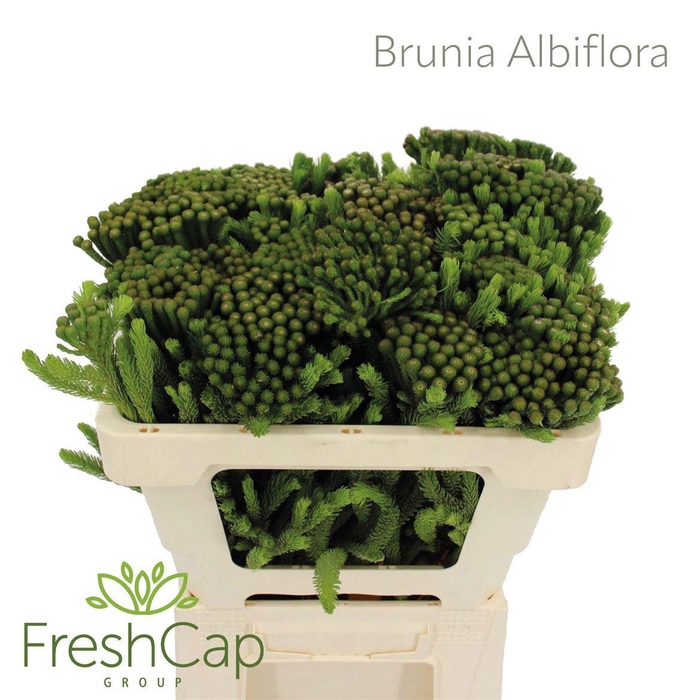 <h4>BRUN ALBIFLORA</h4>