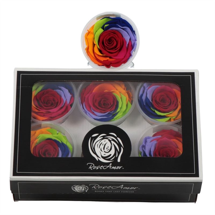 <h4>Rosa Preserved Ll Rainbow Red 02</h4>