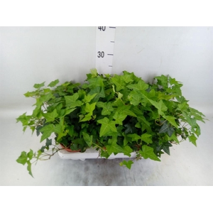 Hedera   ...green leafed