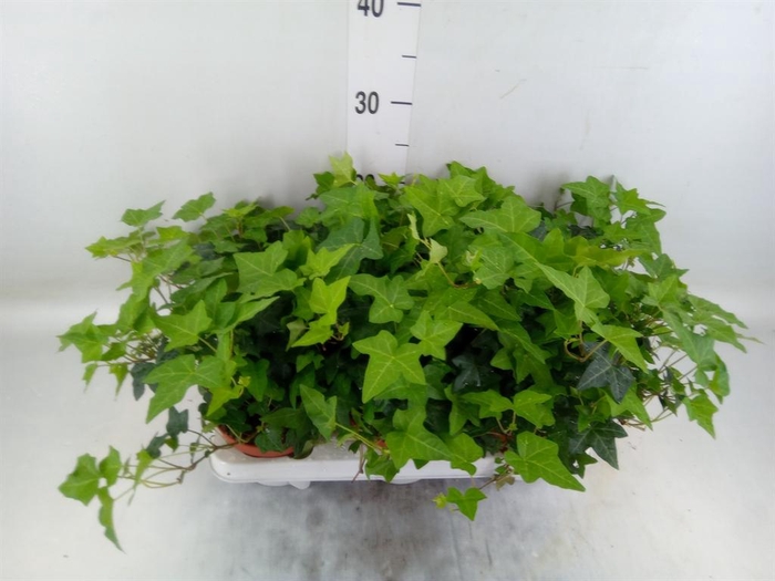 <h4>Hedera   ...green leafed</h4>