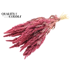 Amaranthus per bunch Frosted Pink