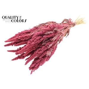 Amaranthus per bunch Frosted Pink