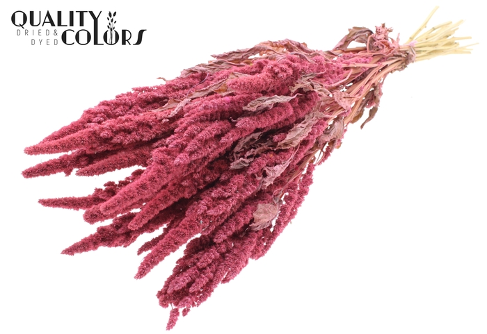 Amaranthus per bunch Frosted Pink