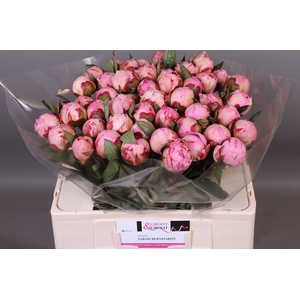 Paeonia Sarah Bernhardt | XXL