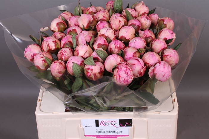 <h4>Paeonia Sarah Bernhardt | XXL</h4>