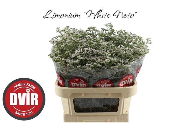 <h4>LIM WHITE NETO</h4>