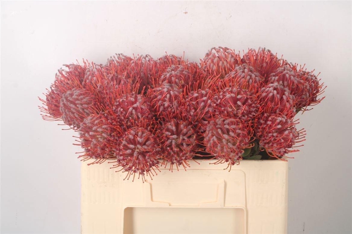 <h4>LEUCO SCARLET RIBBON</h4>