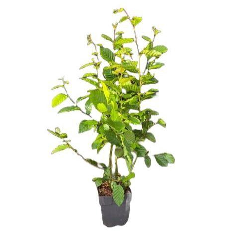 <h4>Carpinus betulus P17</h4>