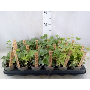 Hedera   ...mix