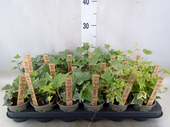 <h4>Hedera   ...mix</h4>