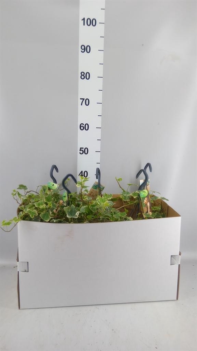 <h4>Hedera helix 'Eva'</h4>