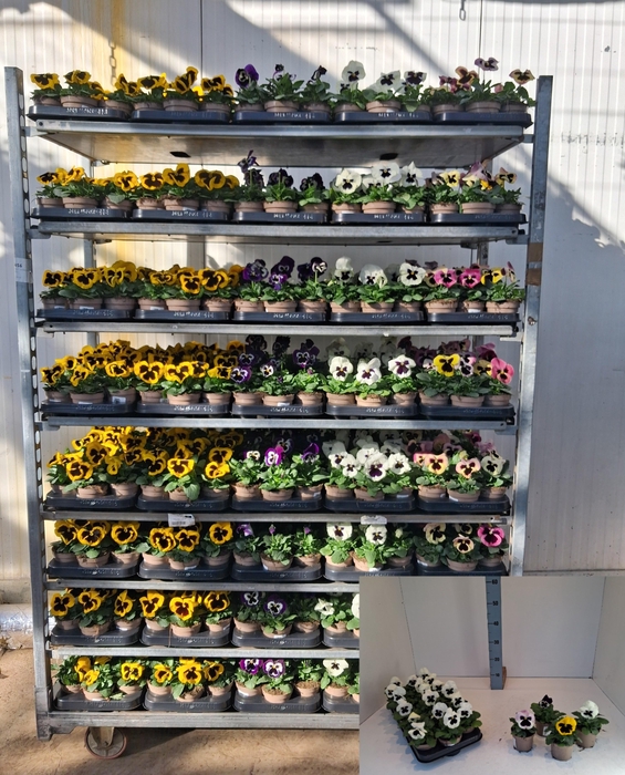 <h4>VIO F1 HYBR MIXK</h4>