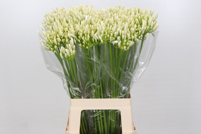 Agapanthus EYFORI White