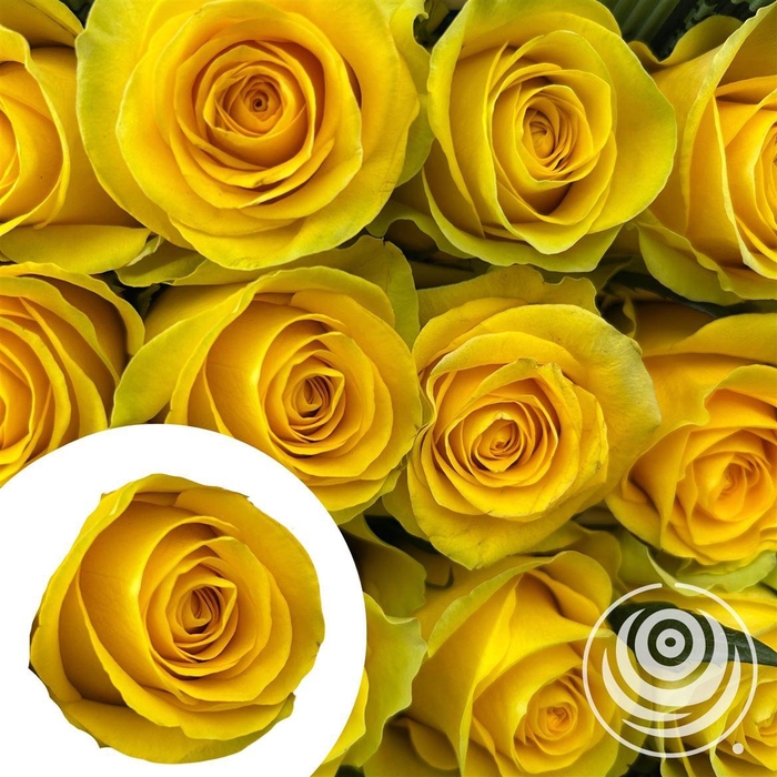 <h4>R Eq Brighton By Box</h4>