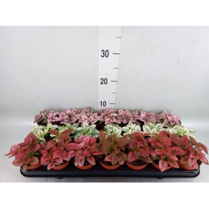 Hypoestes phyllo.   ...mix