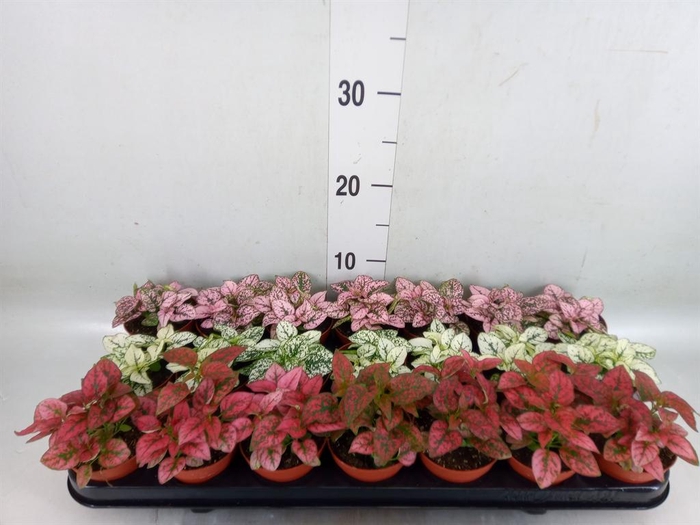 <h4>Hypoestes phyllo.   ...mix</h4>