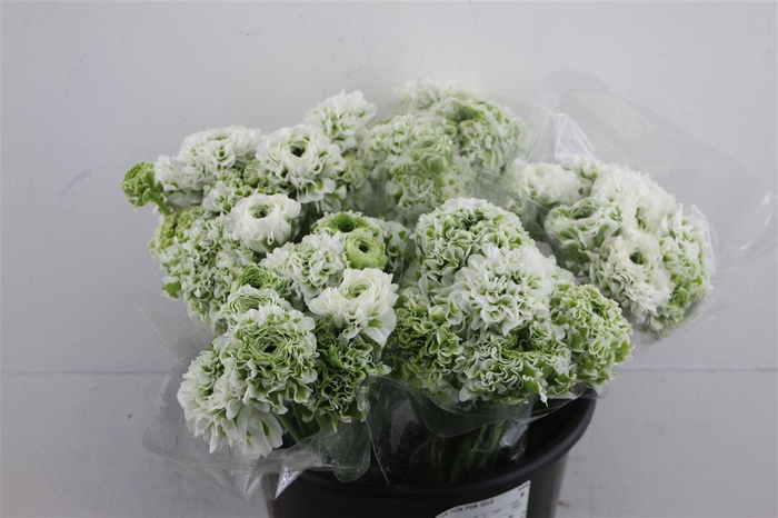 <h4>Ran Pon Pon Iglo</h4>