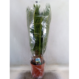 Cycas revoluta