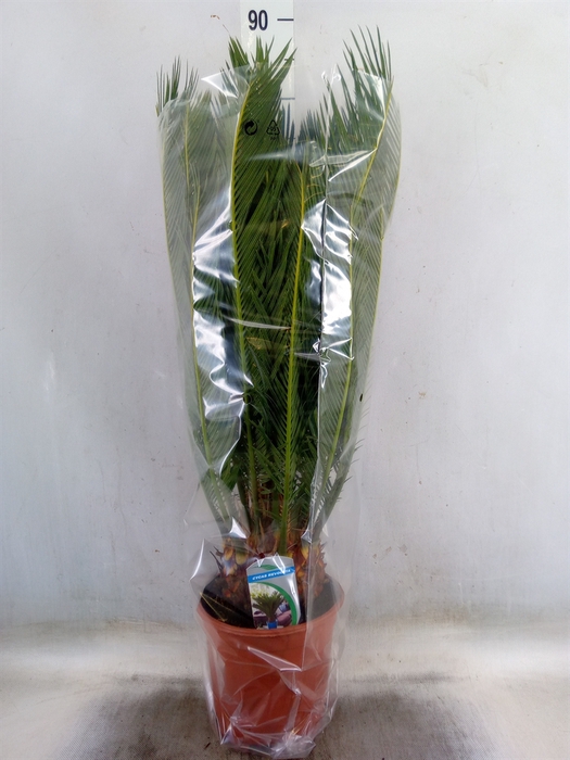 <h4>Cycas revoluta</h4>