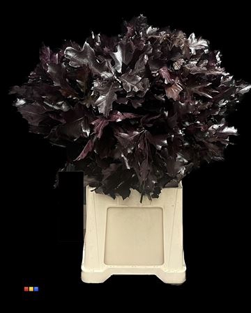 Eikeblad Transparant Aubergine 80cm