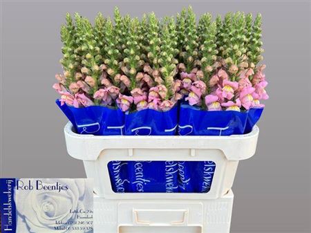 <h4>Antir Antibes Pink</h4>