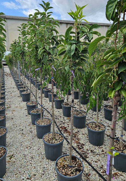 <h4>Malus overig</h4>
