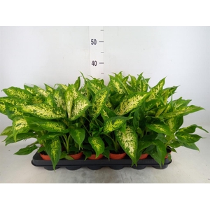 Dieffenbachia  'Compacta'