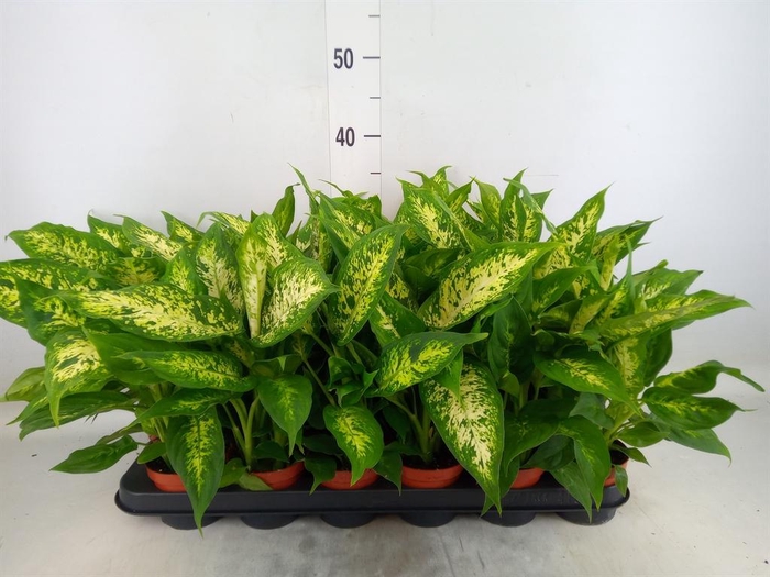 <h4>Dieffenbachia  'Compacta'</h4>