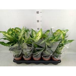 Dieffenbachia  'Compacta'