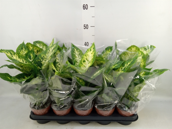<h4>Dieffenbachia  'Compacta'</h4>