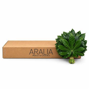 DEC ARALIA KLEIN ANGEBOT