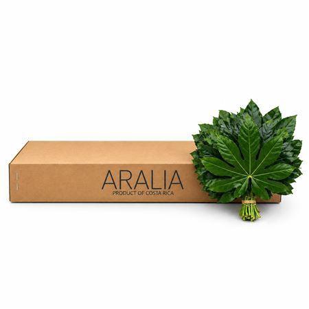 <h4>DEC ARALIA KLEIN ANGEBOT</h4>