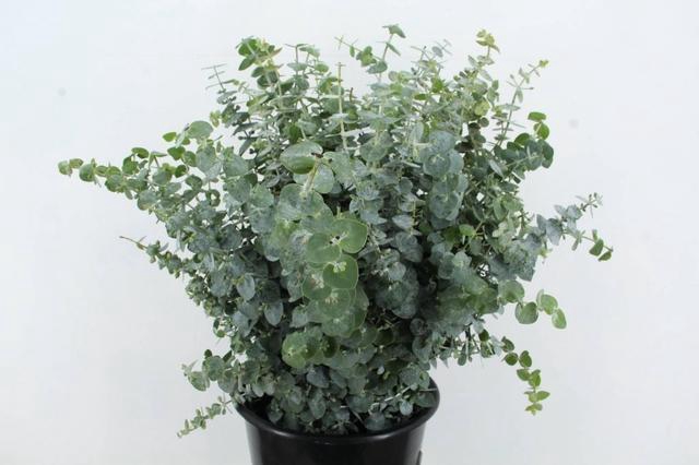 <h4>EUC BABY BLUE 200GR</h4>