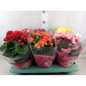 Begonia elat. DU   ...mix