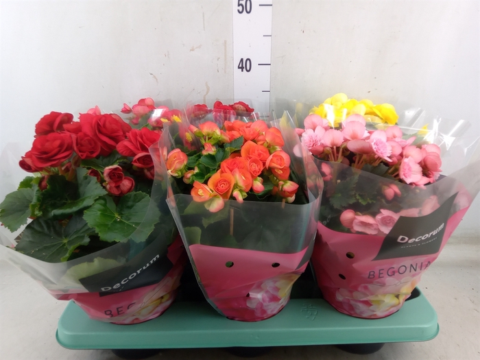 <h4>Begonia elat. DU   ...mix</h4>