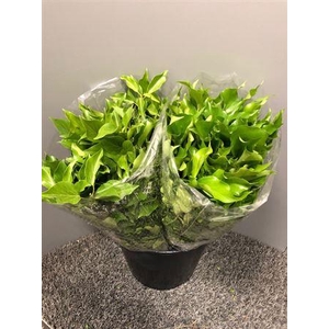 Hedera Helix Blad 300gr
