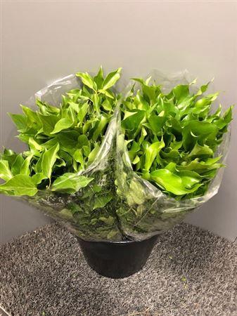 <h4>Hedera Helix Blad 300gr</h4>