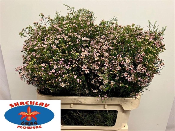 <h4>CHAME UN DORI</h4>