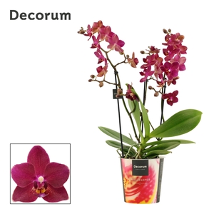 Phalaenopsis dazzling Devil 3-4 tak (Decorum)