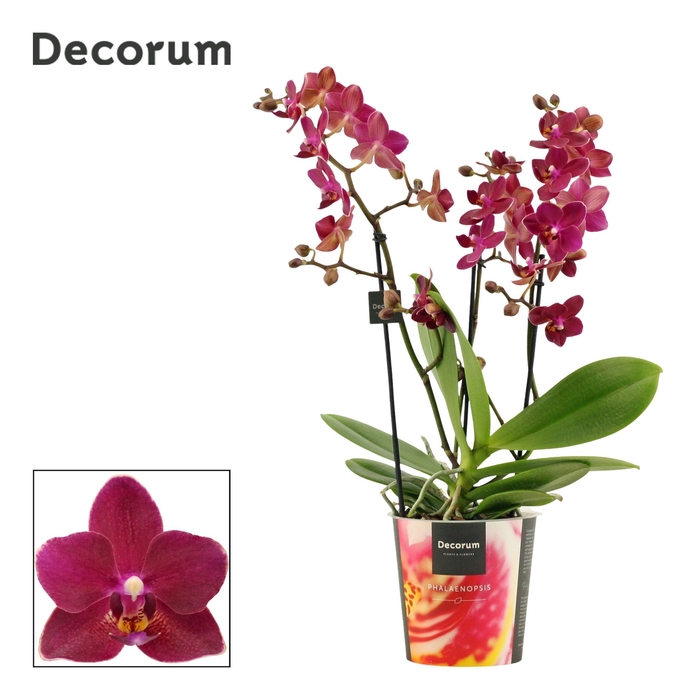 <h4>Phalaenopsis dazzling Devil 3-4 tak (Decorum)</h4>