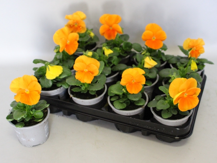 <h4>Viola wittrockiana F1 Orange</h4>