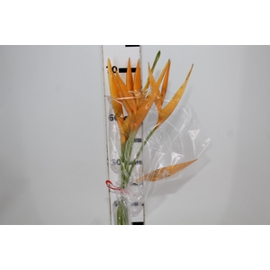 HELIC GOLDEN TORCH