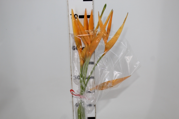 <h4>HELIC GOLDEN TORCH</h4>