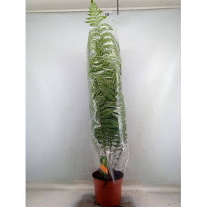 Dicksonia antarctica