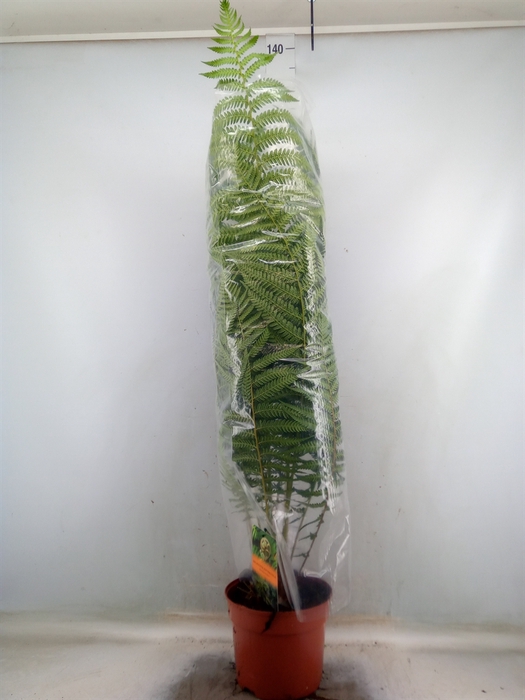 <h4>Dicksonia antarctica</h4>