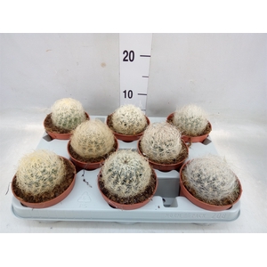 Mammillaria