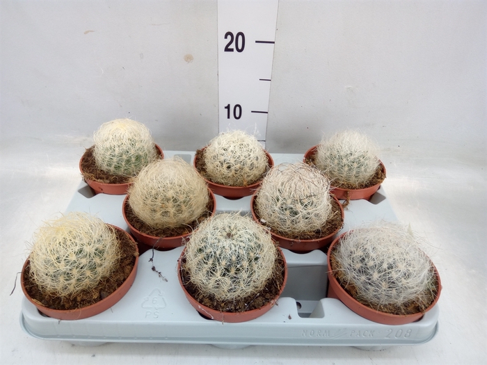 <h4>Mammillaria</h4>