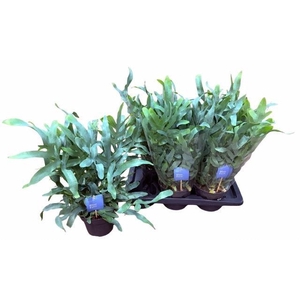 Phlebodium aureum 'Blue Star'