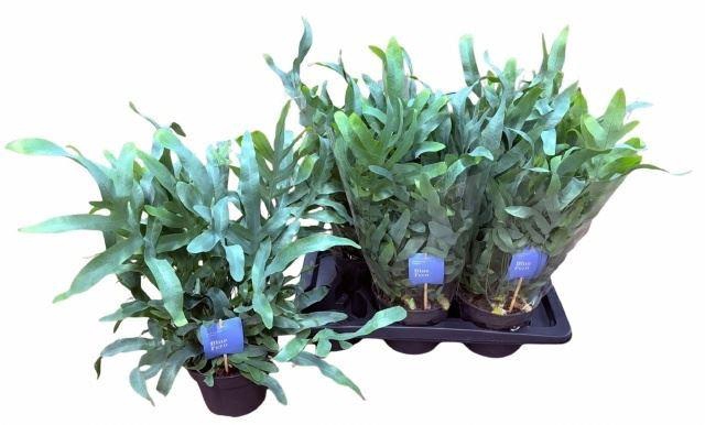 <h4>Phlebodium aureum 'Blue Star'</h4>