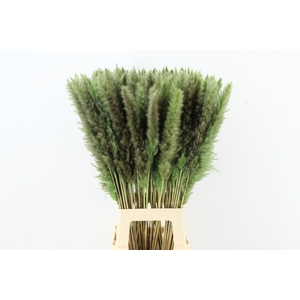 DF Pampas Silvy Mint Green